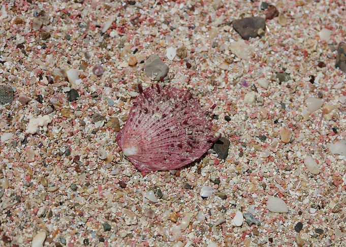 Red sand beach falassarna
