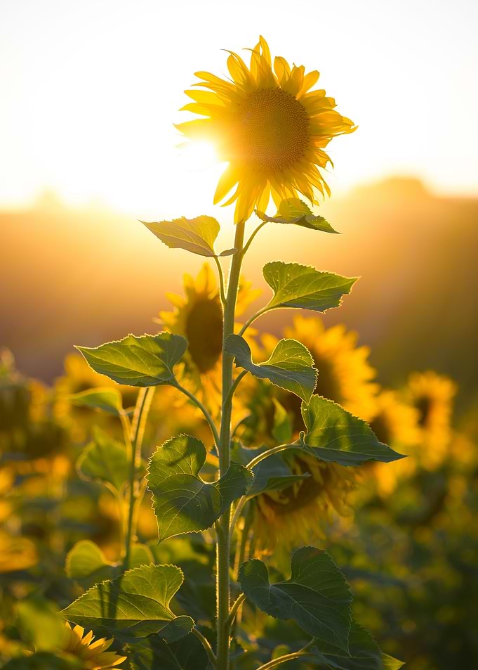 sunflowers Provence 5
