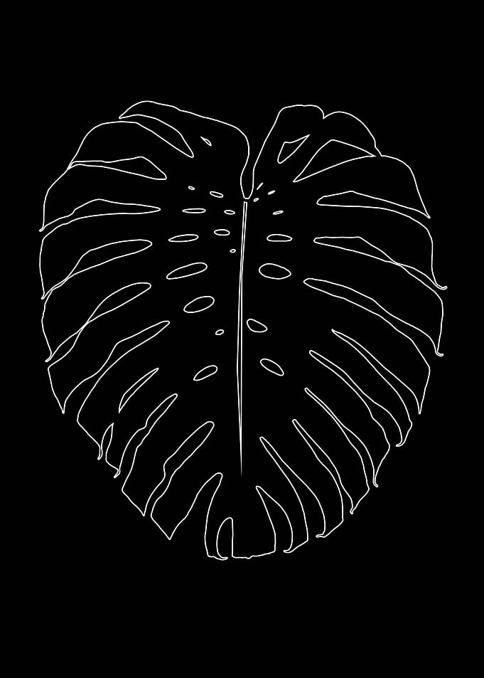 Monstera Finesse Line Art3