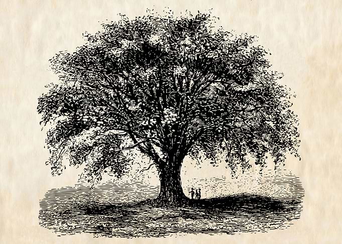 Vintage Huge Tree