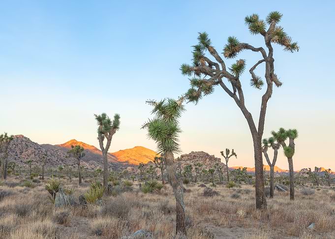Joshua Trees Morning