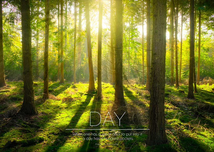 Sunbeams in the forest