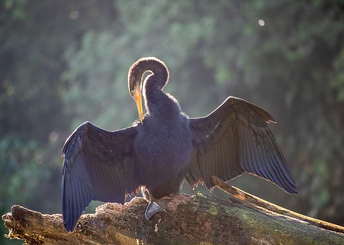 Drying bird in Tortuguero