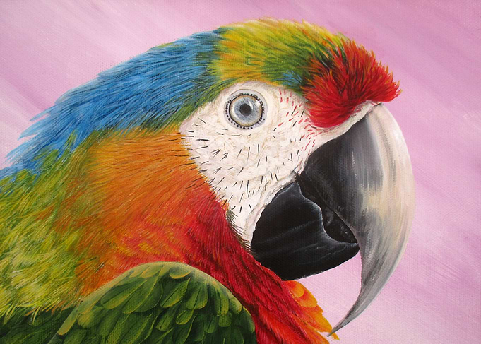 Macaw portrait