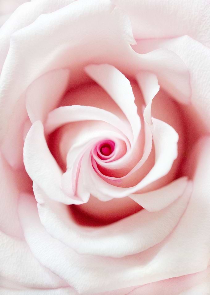 Blush Beauty Rose 1