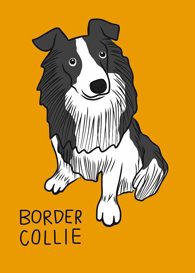Border Collie dog cartoon