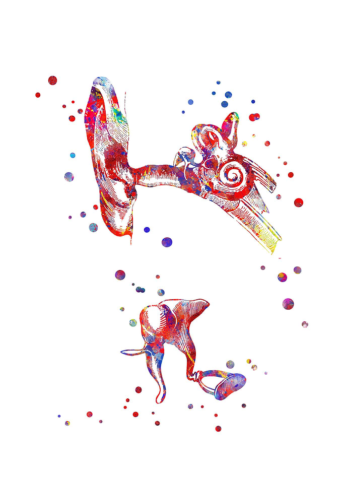 Ear anatomy