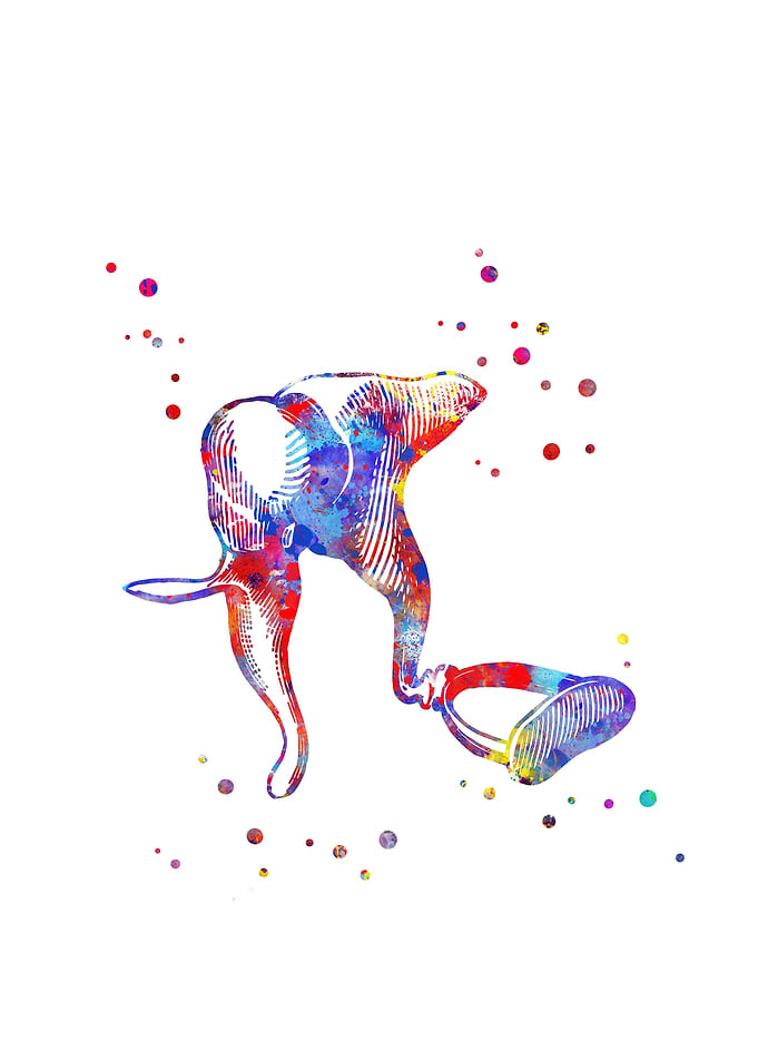 Ear anatomy