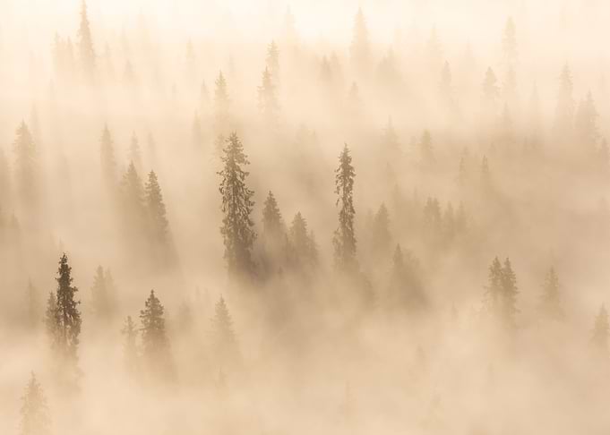 Golden fog
