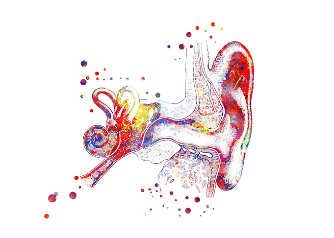 Ear anatomy