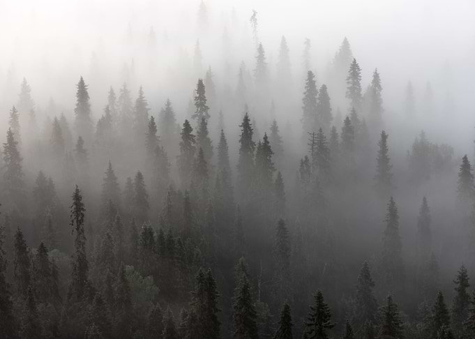 Into the fog