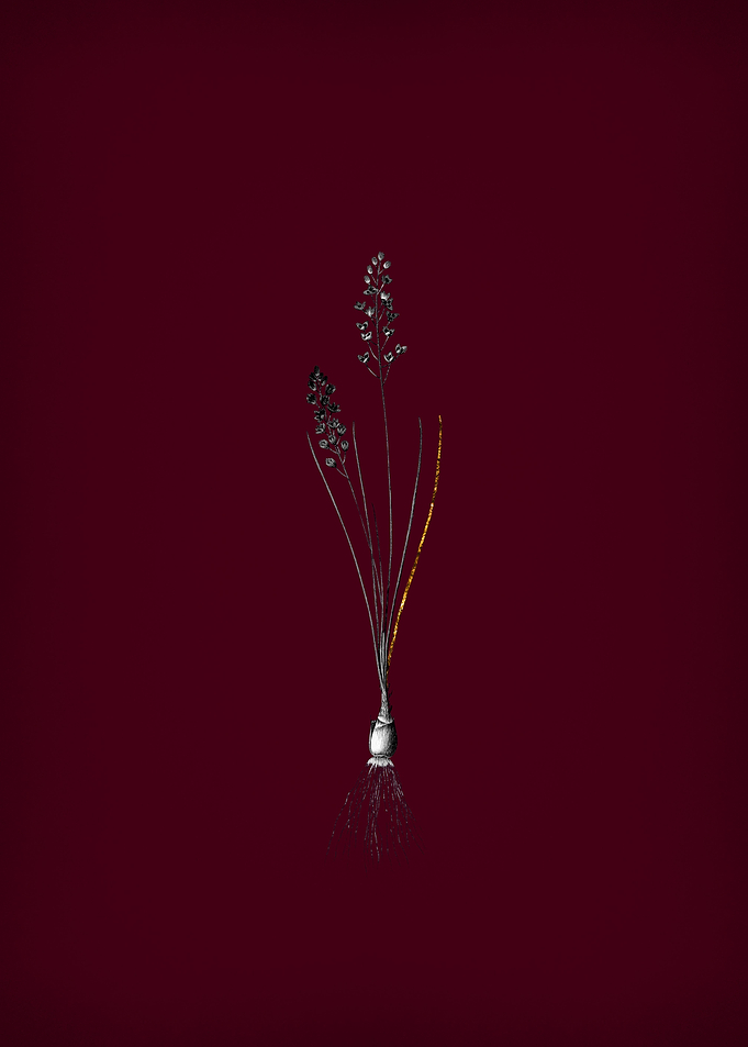 Autumn Squill on Crimson