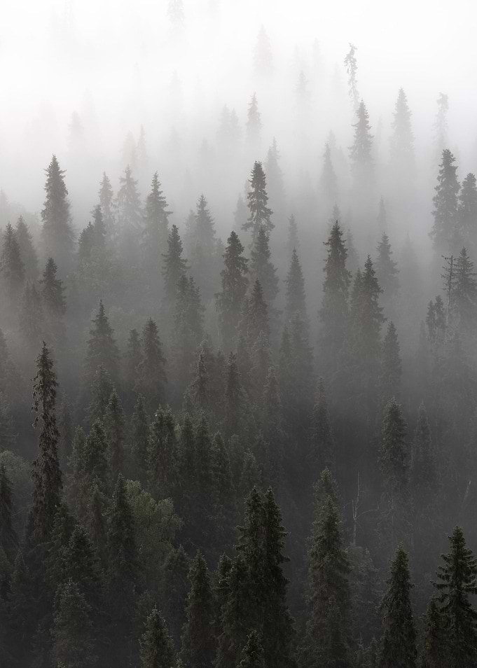 Into the fog