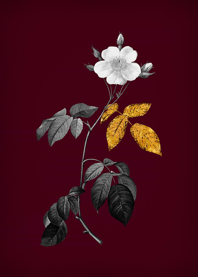 Climbing Rose on Crimson