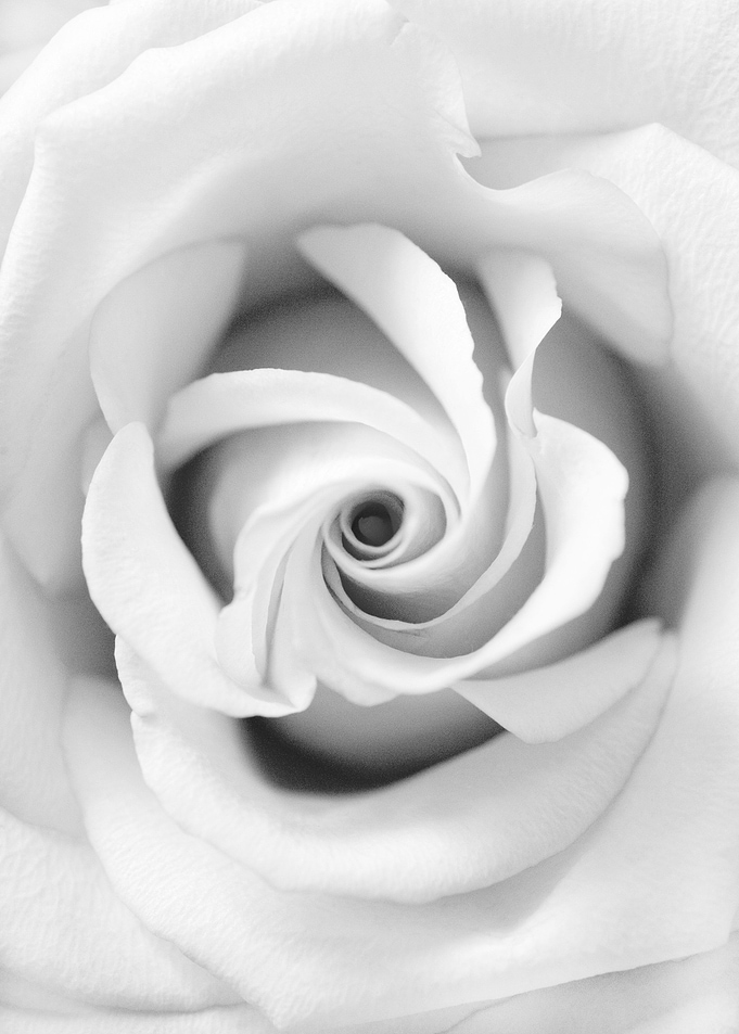 Black White Beauty Rose 1