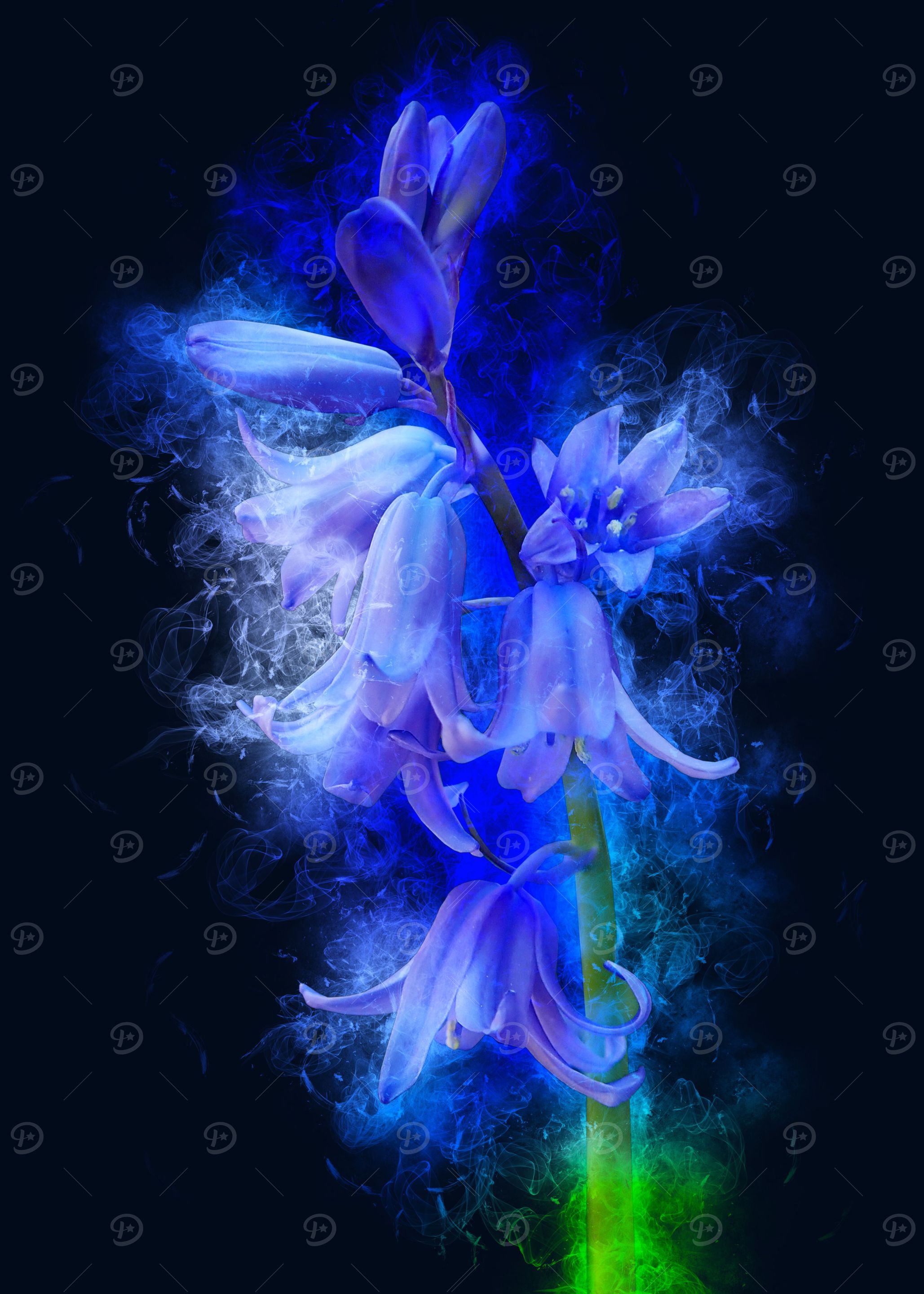 bluebell smoky