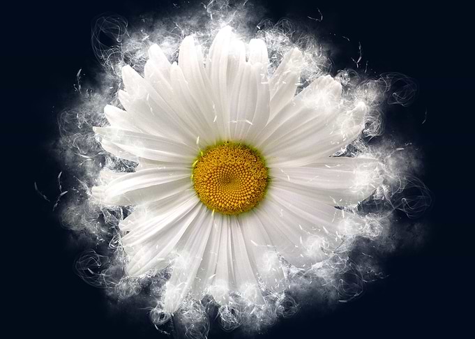 chamomile smoky