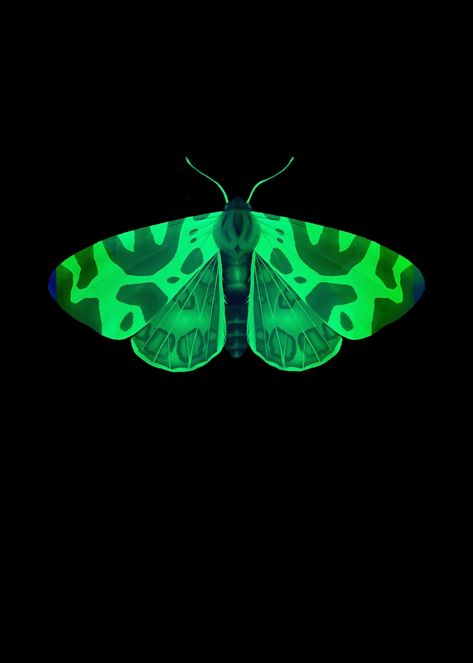 Butterfly butterfly wings