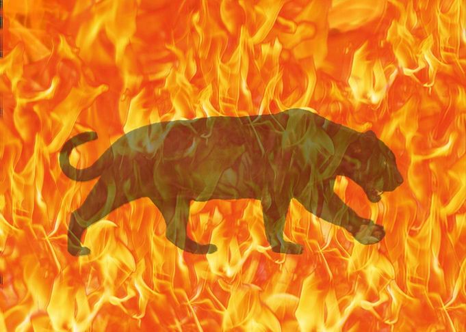 Puma