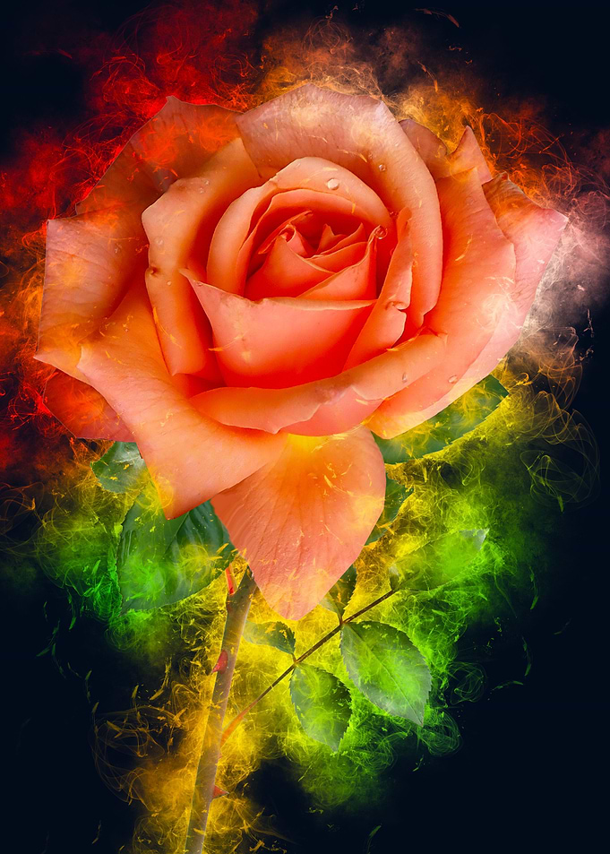 orange rose