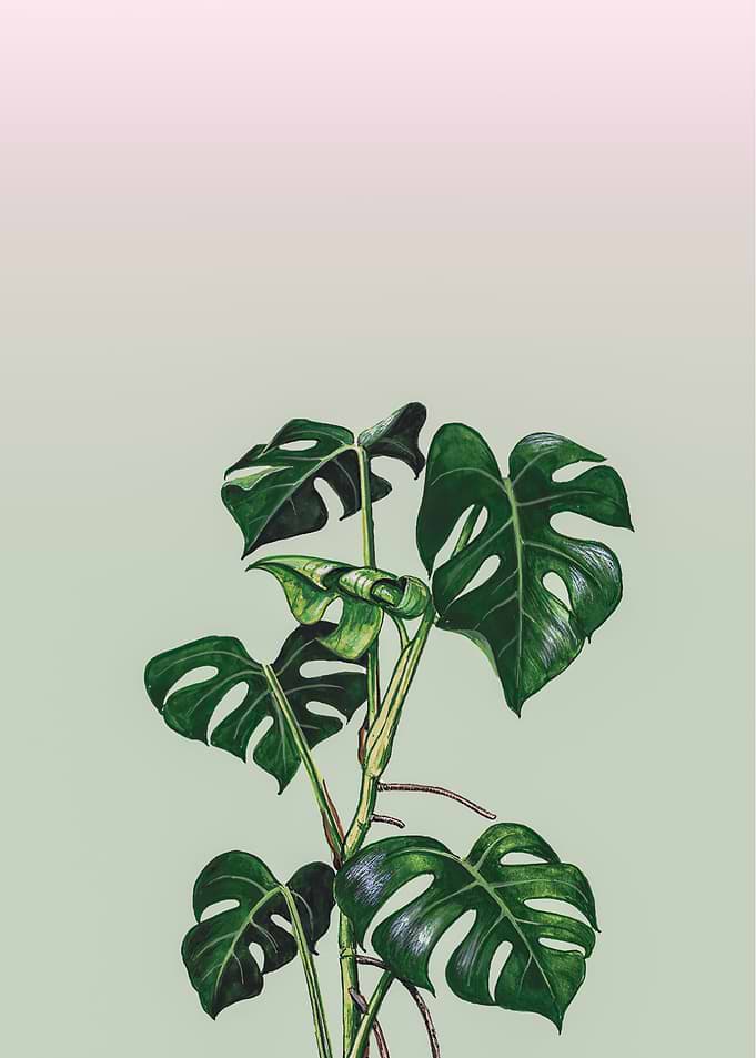 monstera leaves