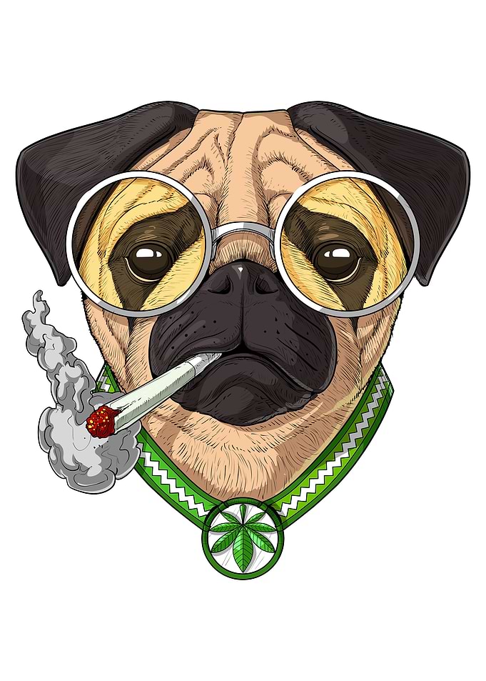 Pug Dog Smoking Weed