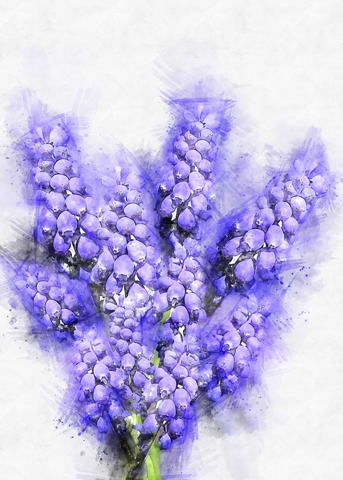 hyacinth watercolor