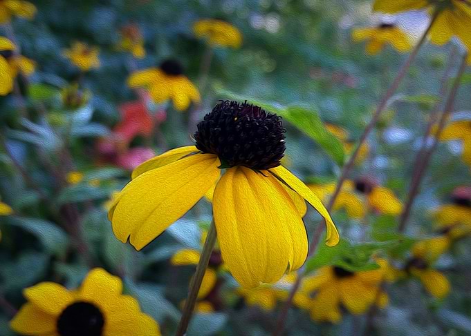 Little yellow flower