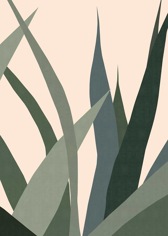 Cacti IV