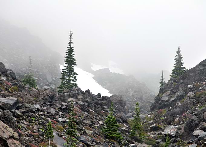 Mist and Trees II