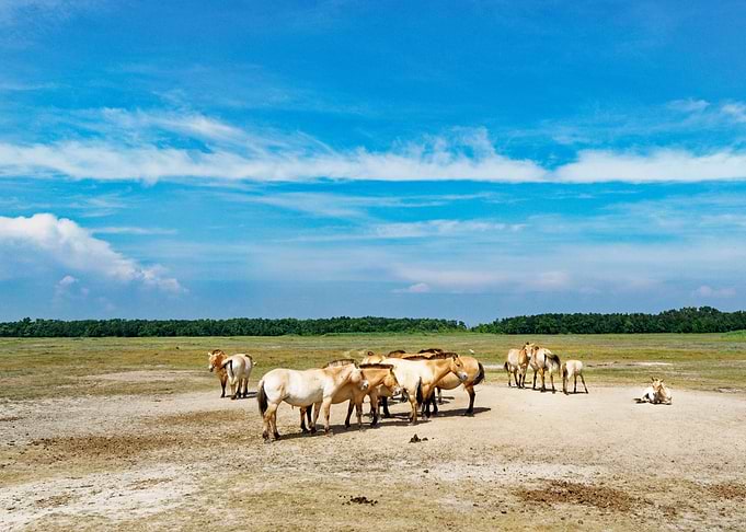 Horses and open background