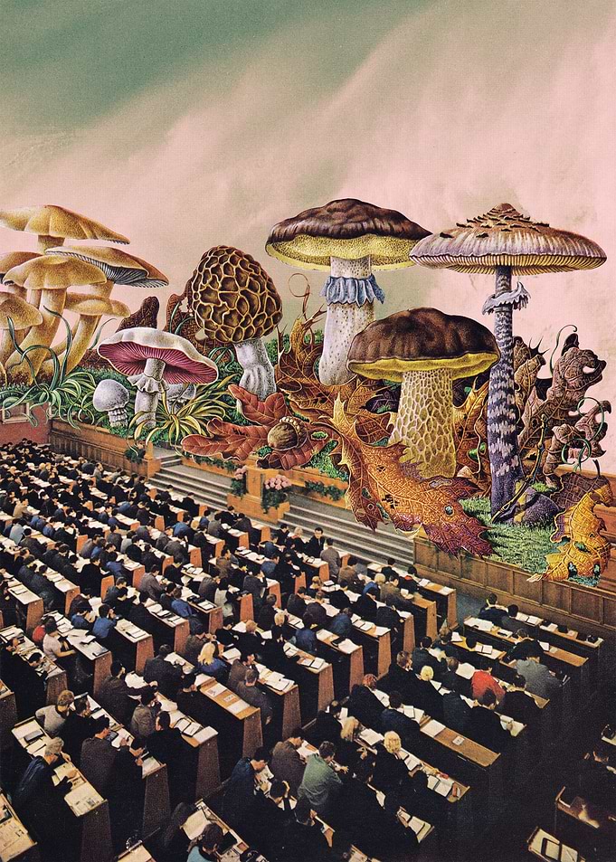 Psychedelic Experience