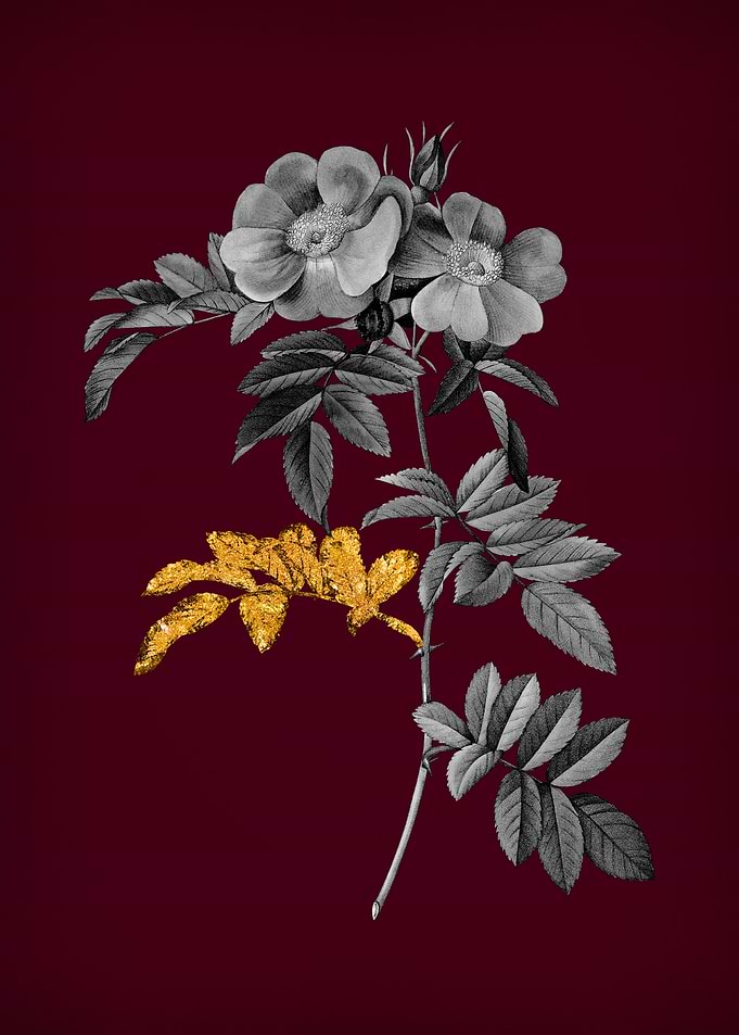 Shining Rose on Crimson