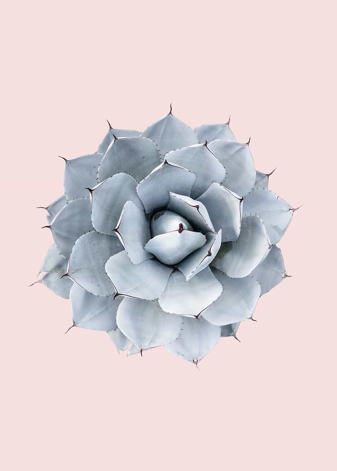 Cacti VIII