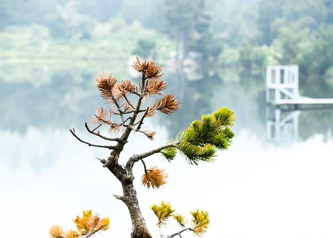 branch in front of lake