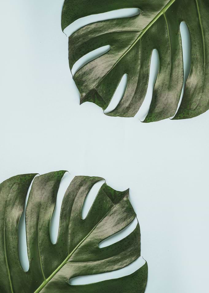 Leaf III