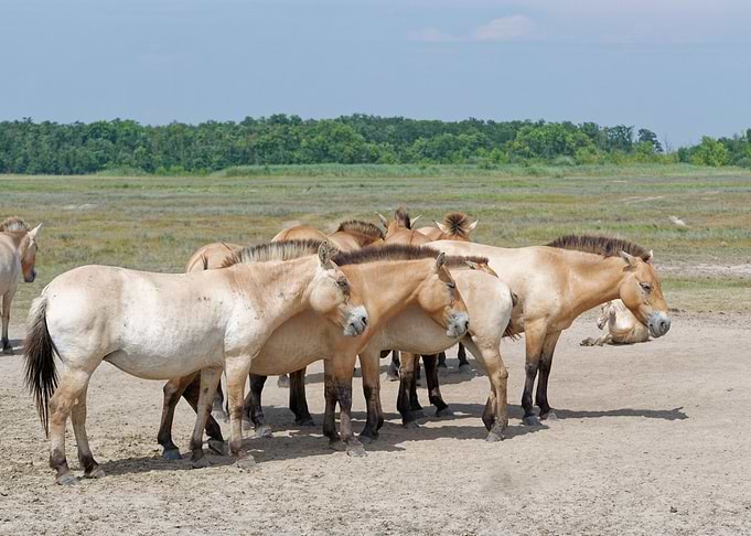 A herd of horses