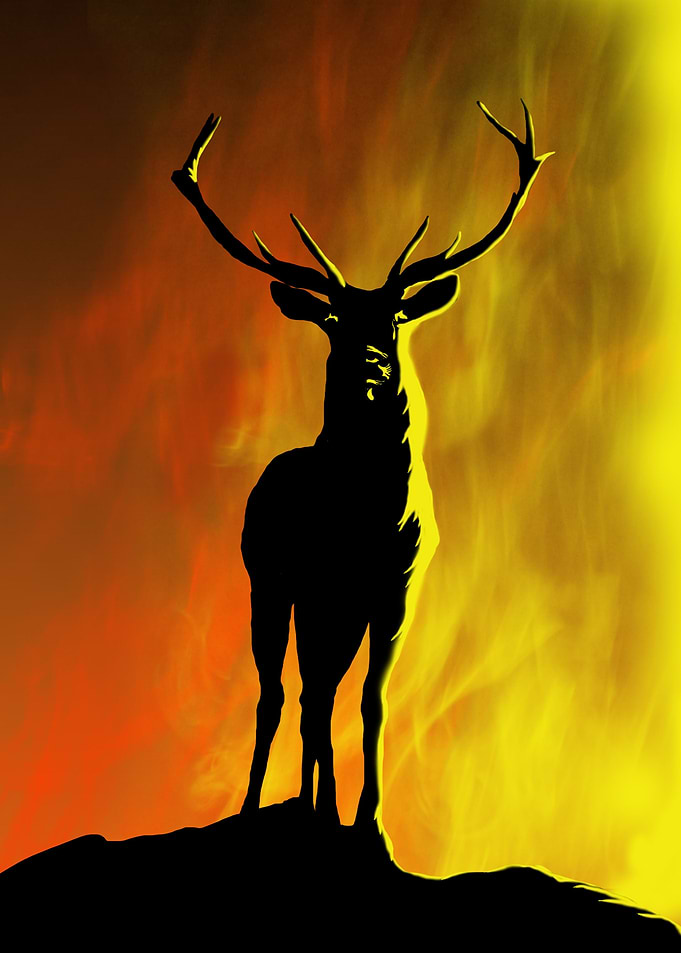 twilight deer