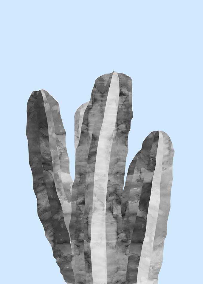 Cacti XI