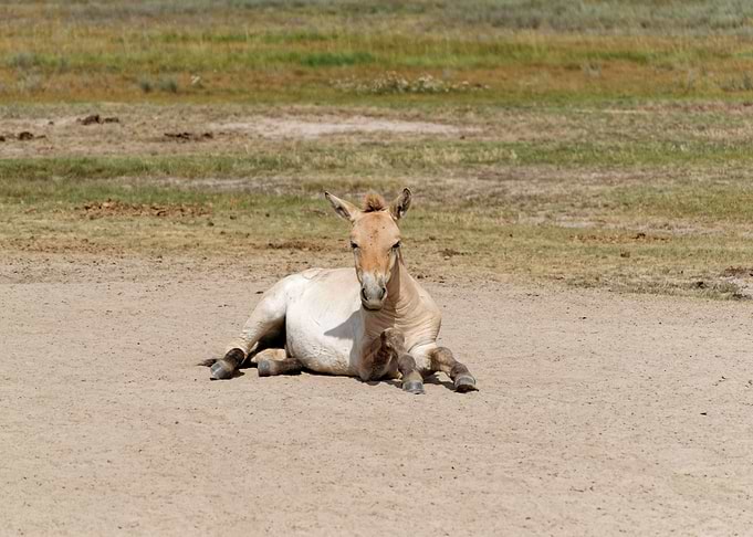 A little colt