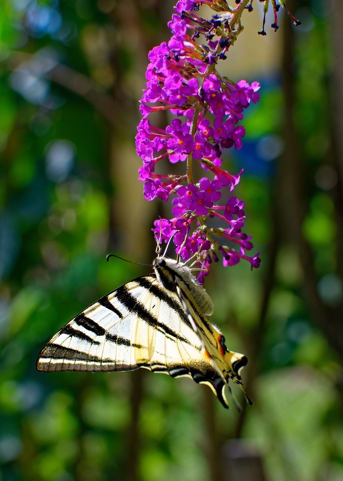 Amazing butterfly
