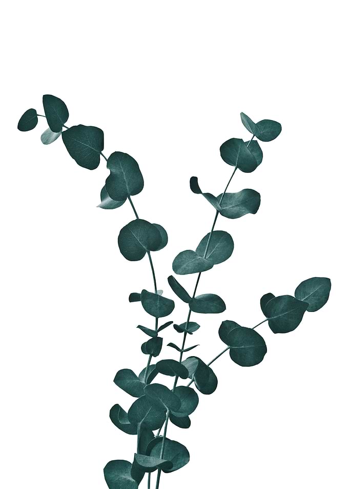 Eucalyptus Dream 4