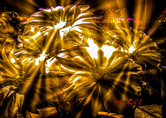 GOLDEN FLOWERS