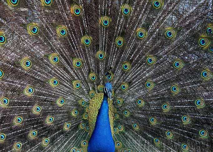 Peacock with tail Bird