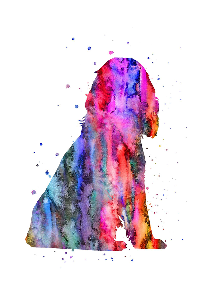 English Cocker Spaniel