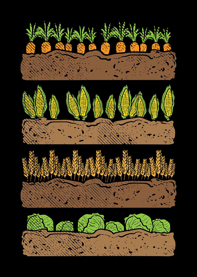 orn Carrot Cabbage Lettuce