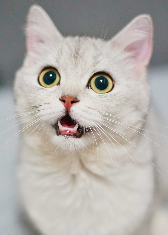 Curious little cat