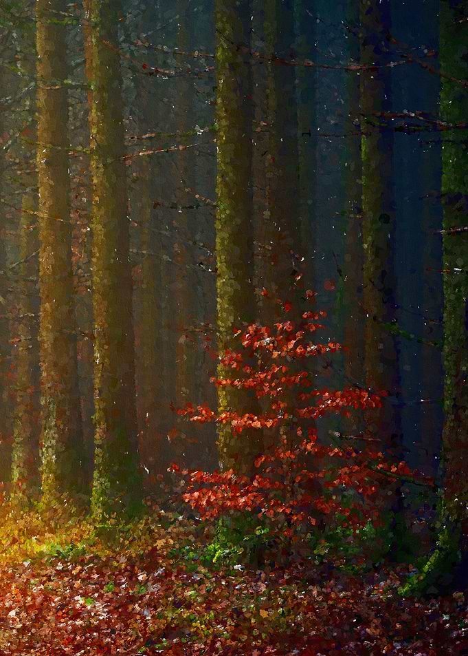 Autumn Woods