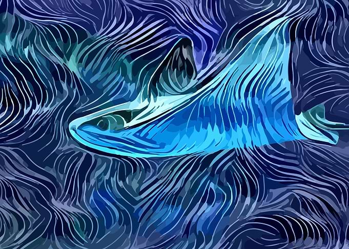 Cow Nose Ray