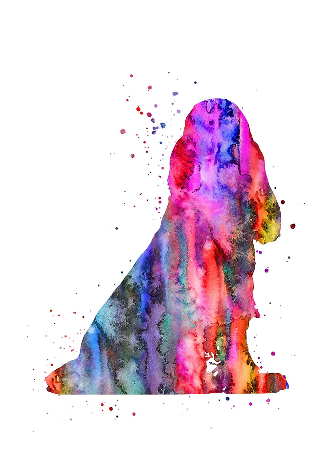 English Cocker Spaniel